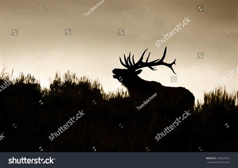 Silhouette Large Bull Elk Stag Bugling Stock Photo 243625561 | Shutterstock