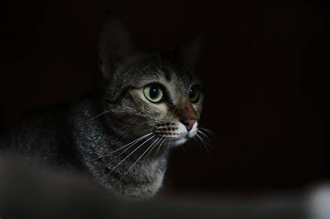 Cat Vision Vs. Human Vision: Who Has Better Vision? - Cats.com