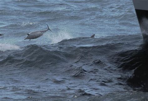 Ukraine’s Spy Dolphins Commit Suicide When Captured by Russia