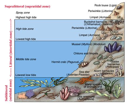 Definisi, Biota, Adaptasi, Pengambilan Sampel Zona Subtidal - Damn Love It