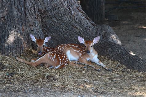 Hands Off the Fawns! | Article | The United States Army