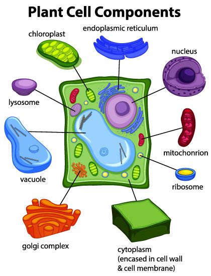 Plant Cell Functions Definitions