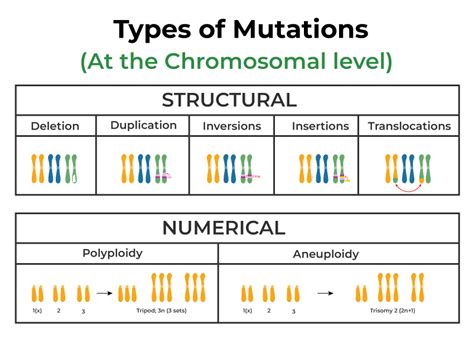 Mutation-Definition, Types, Causes, Characteristics