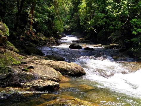 The one and only Living Root Bridge in Meghalaya, India - The Revolving ...