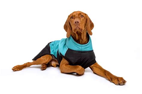 We Tested The 6 Best Dog Coats For Large Dogs In 2022!