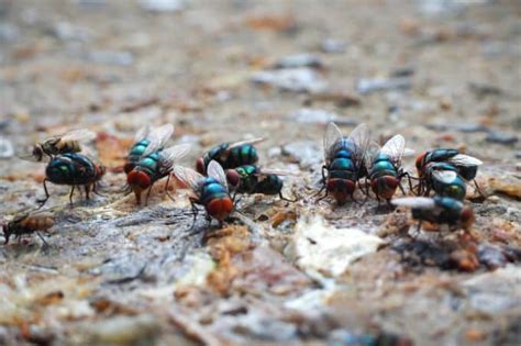 Why are Flies in the House: A Pest Control Guide for Beginners