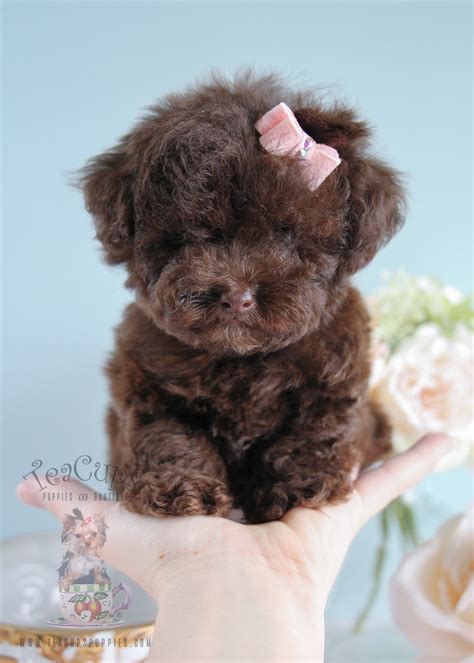 Tiny Toy Poodle Puppies For Sale | Teacups, Puppies & Boutique