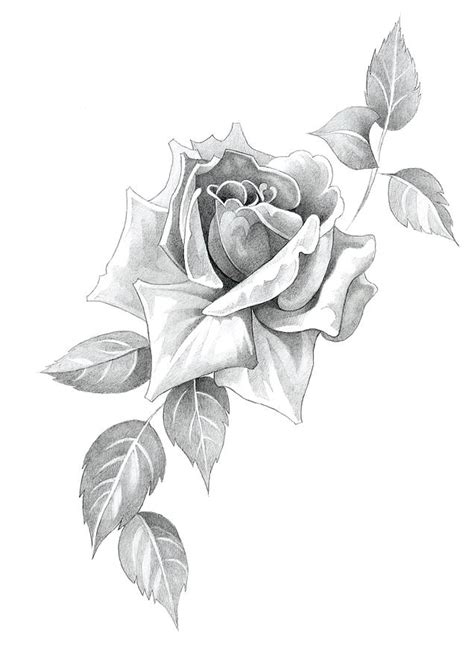 Black And White Rose Pencil Drawing