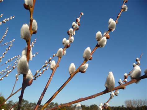 Easter Flowers Around the World - Laidback Gardener