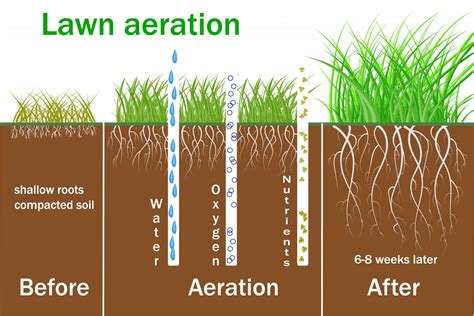 Lawn Aeration Tips | The Grass Outlet | Austin, TX