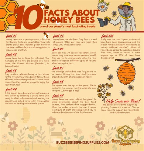 Fun Facts About Honey Bees Honey Bee Facts Bee Facts Bee | Hot Sex Picture