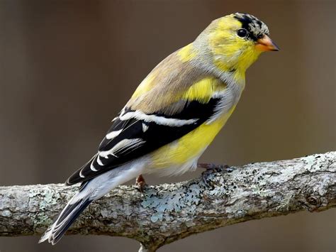 American Goldfinch - NestWatch