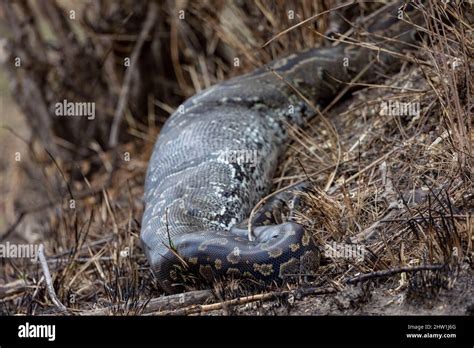 Kenya, Masai Mara National Reserve, National Park, Seba's Python ...