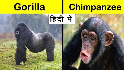 Differences between Gorilla and Chimpanzee | Gorilla Trekking Tours