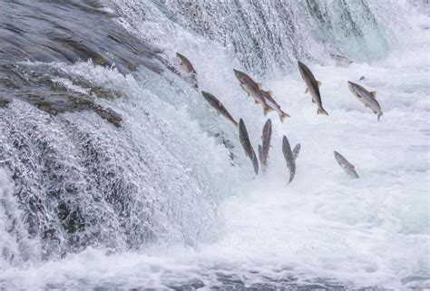 Migration - Spawning, Migration Patterns, Fish | Britannica