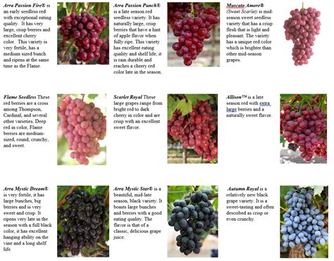 Varieties — We Love Grapes