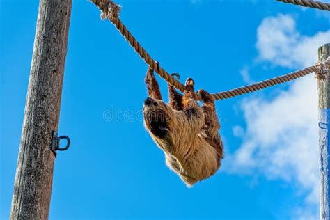 Two-toed Sloth Hanging From A Tree Stock Image - Image of mammal ...