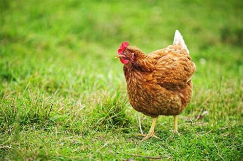 10 Best Egg Laying Chicken Breeds Up To 300 Per Year