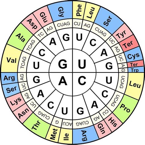 Codon Chart Biology Worksheet Biology Amino Acids | The Best Porn Website