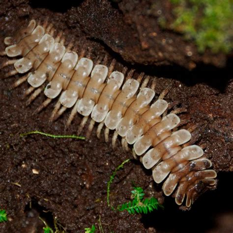 Millipedes vs. Centipedes: How to Keep Both Out of Your House