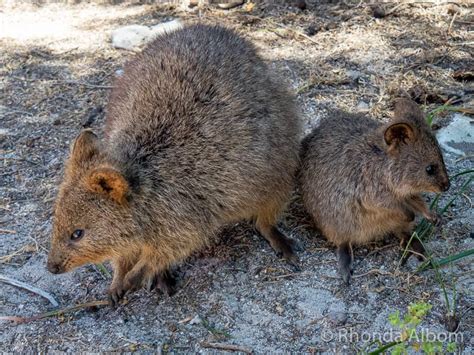 Australian Animals: Unique, Poisonous, or Adorable • Albom Adventures