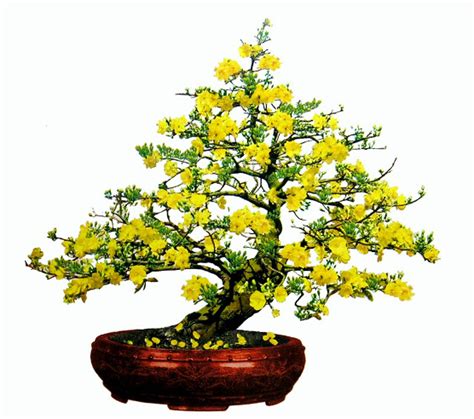 Hoa Mai Vang Bonsai