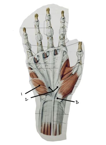 Palmar Hand (Muscles ID) Flashcards | Quizlet