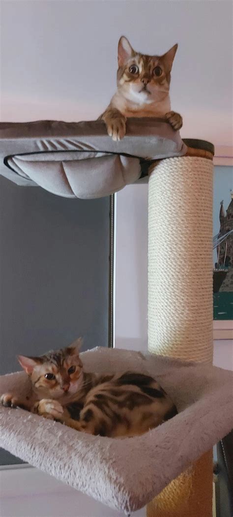 Cat Beds – TT Luxury Cat Towers