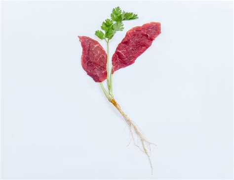 Aleph Farms’ Technology Will Change Cultured Meat