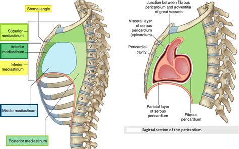 Mediastinal lymph nodes - dealerinriko