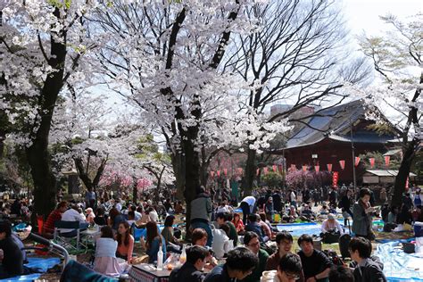 Hanami Sakura Viewing Guide | TiptoeingWorld