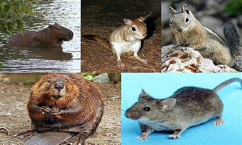 What Are Rodents? - WorldAtlas