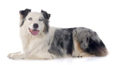 Blue Eyed Dog Names – 100+ Striking Ideas - My Dog's Name