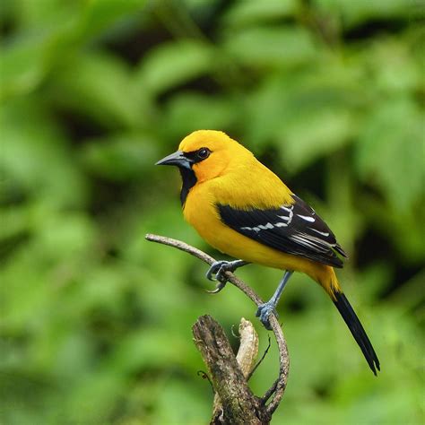 Yellow Oriole / Icterus nigrogularis in Trinidad