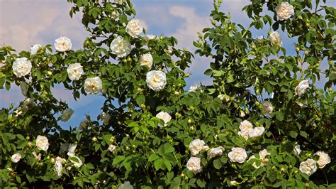 10 Types of Pure White Roses - A-Z Animals