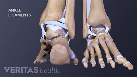 Medial Ankle Ligaments And Tendons