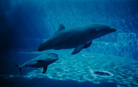 Premium Photo | Dolphins swimming underwater