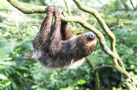 Two Toed Sloth stock photo. Image of hairy, mammal, animal - 33406870