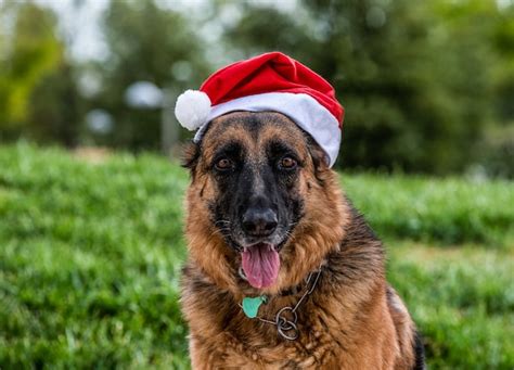 Premium Photo | Close-up of a german shepherd dog with a santa claus hat