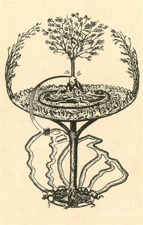 Yggdrasil From Norse Mythology Photograph by Photo Researchers