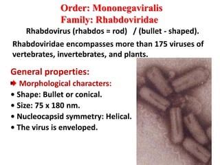 Rhabdoviridae viruses structure, properties, and laboratory diagnosis | PPT