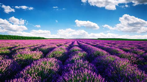 Lavender Fields, Provence, Provence - Book Tickets & Tours