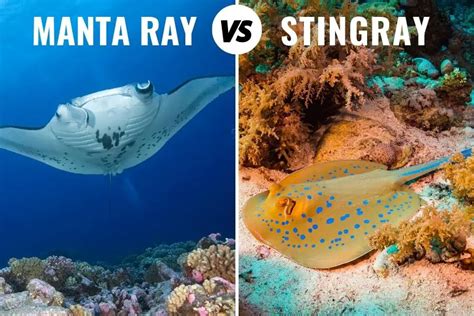 Manta Ray Vs Stingray: How To Tell Them Apart (+ Pictures)