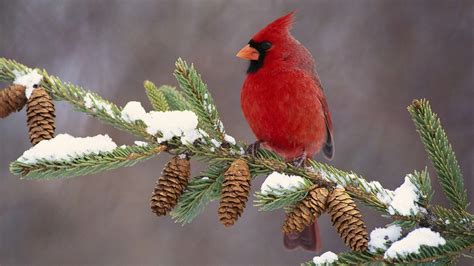 Winter Cardinal Wallpapers - Top Free Winter Cardinal Backgrounds ...