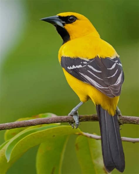 Yellow Oriole Paint By Numbers - Numeral Paint Kit