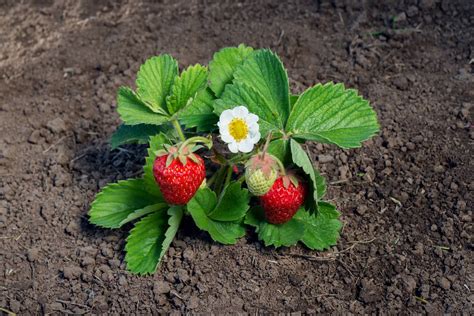 A Guide To Strawberry Flowers - Workshopedia