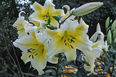 16 Types of White Lilies (Name & Pictures) — Identification Guide ...