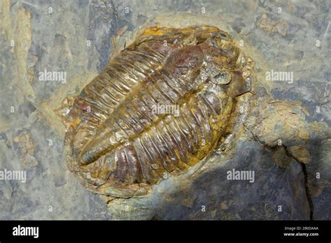 Arthropod fossil hi-res stock photography and images - Alamy