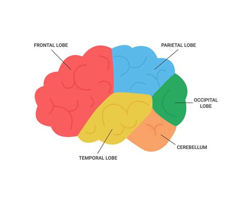 Lobes of brain human side view, medical anatomy. Different areas of ...