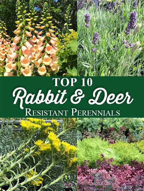 Deer Resistant Shade Annuals | Hot Sex Picture